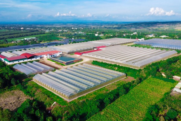 Dự án Thông Đỏ Giai đoạn 4